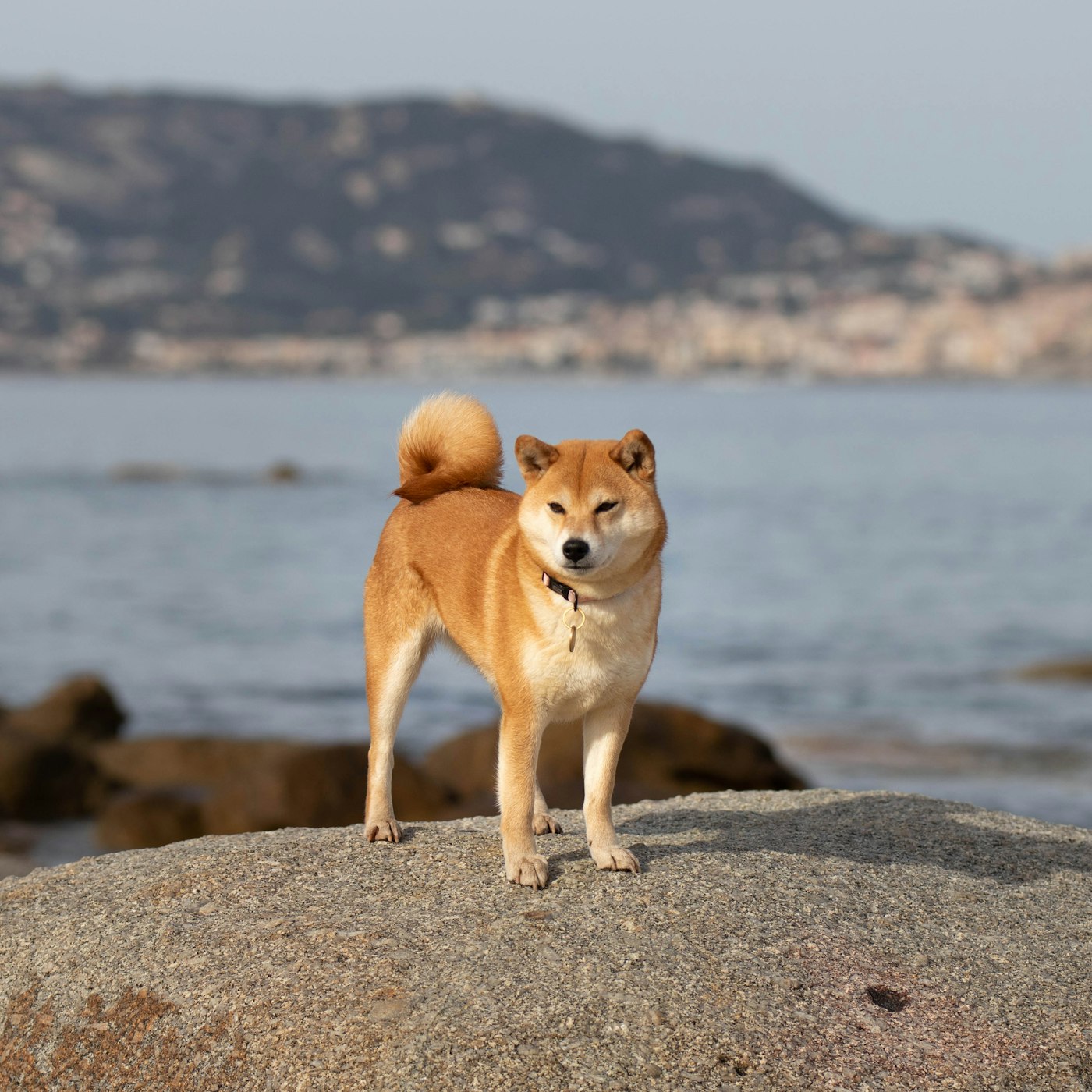 海辺の芝犬
