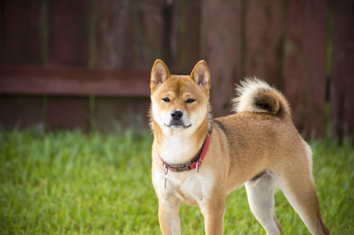 芝犬とふれあう
