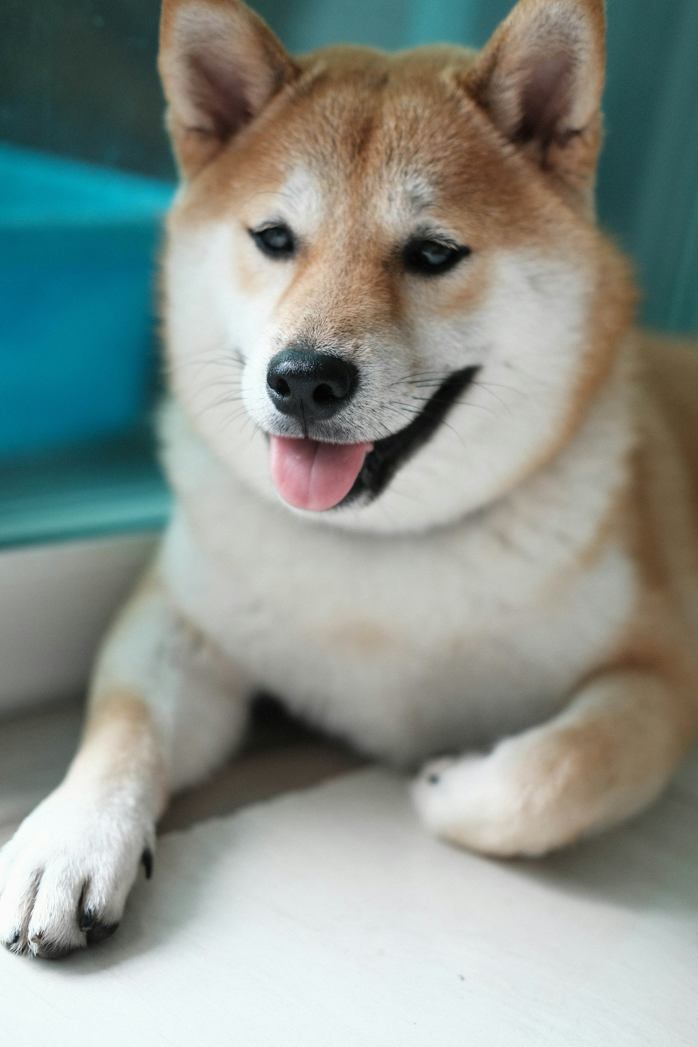 ちゃちゃ