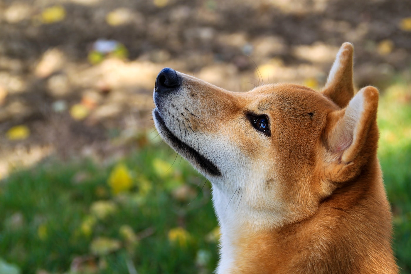 芝犬の横顔